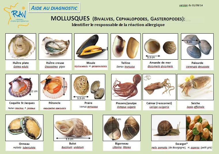 2014 09 fiche aide au diagnostique mollusques 1