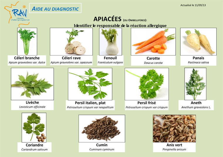 Aide au diagnostic - Apiacees1