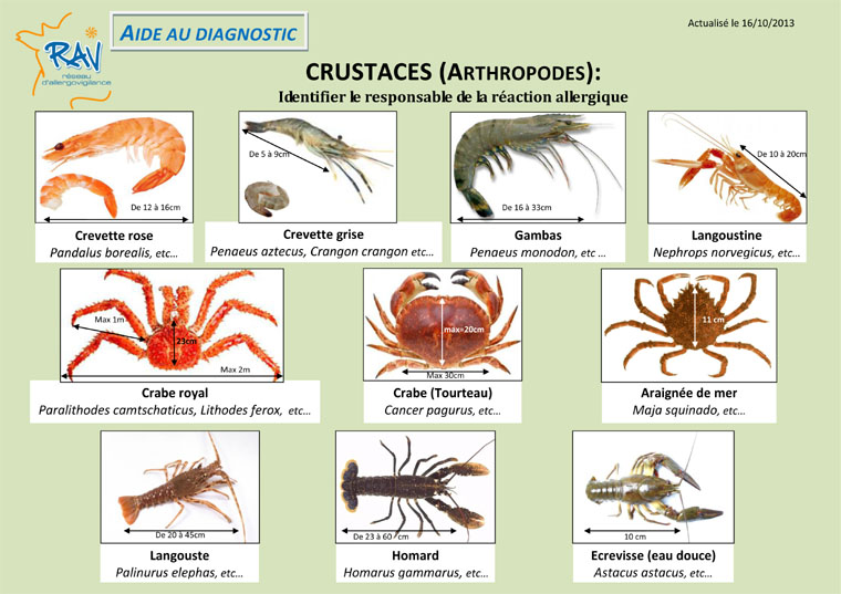 Aide au diagnostic - Crustaces1