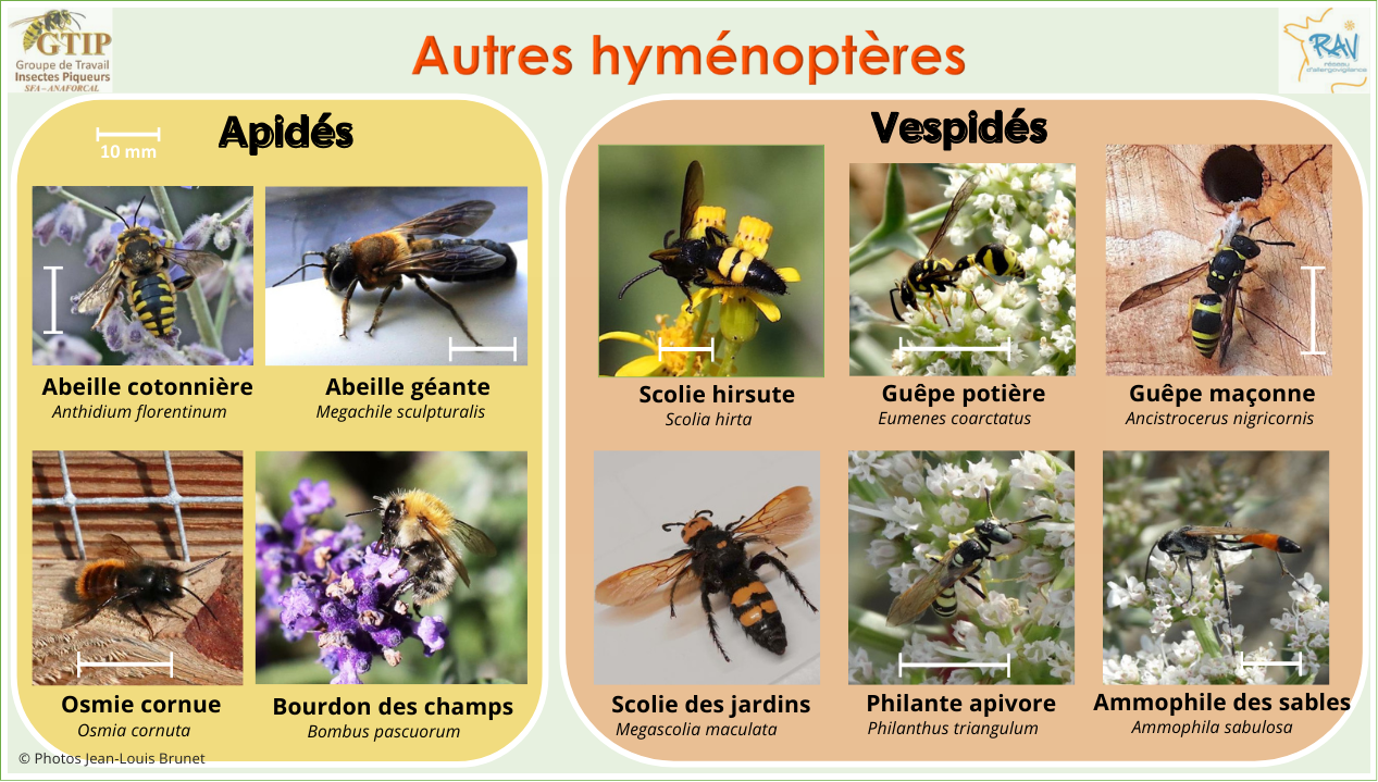 2024 HYMENOPTERES AUTRES