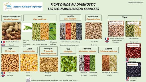 Légumineuses - identification